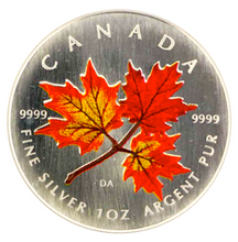 2001 Silver maple Leaf with Color-Autumn