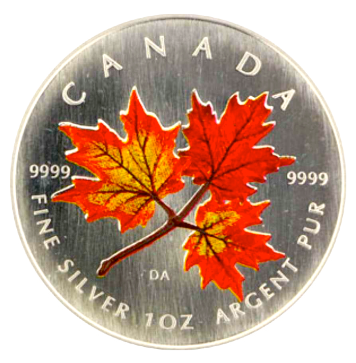 2001 Silver maple Leaf with Color-Autumn